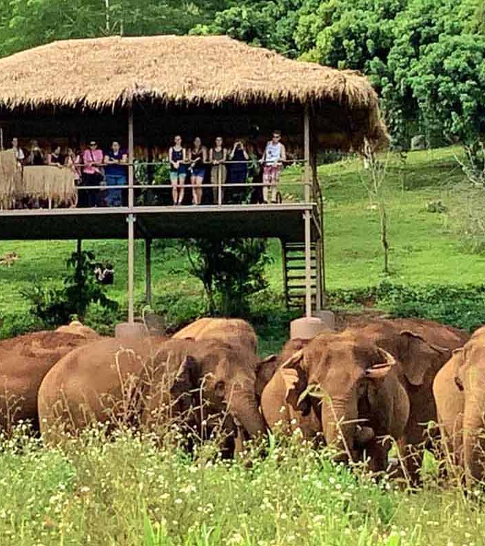 elephant_kingdom google ads